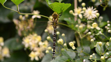 Blaugrüne Mosaikjungfer  (19).jpg